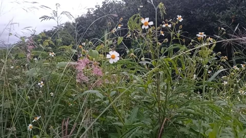 Flowers by the road part 5 Stock Footage 240844699