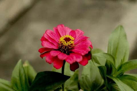 Flowers by the road Stock Photos