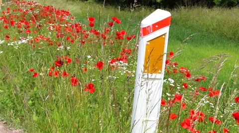 Flowers at the roadside Video stock 39643504