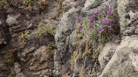 Flowers on the rock Stock Footage 11142582