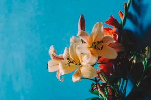 Flowers In Room Stock Photos