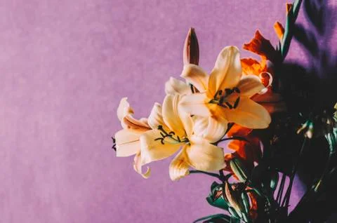 Flowers In Room Stock Photos