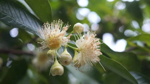 Flowers of Rose apple on the tree. Close up. Sri Lanka. Stock Footage 242699642
