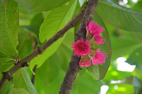 Flowers of rose apple tree Stock Photos