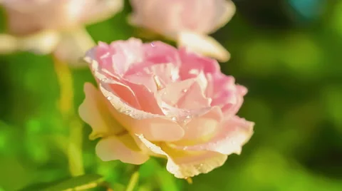 Flowers rose bloom. 動画素材 62149962