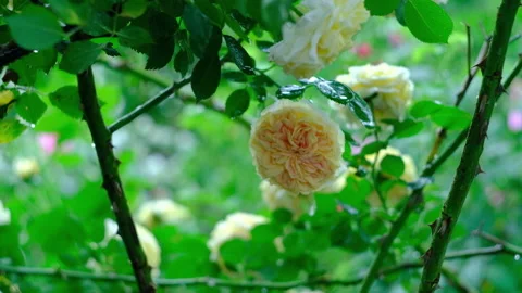Flowers, rose buds in the garden in the evening, after rain 스톡 동영상 134402553