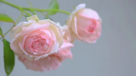 Flowers of rose. Stock Footage 92357024