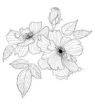Flowers rose. Hand drawn. Vector illustration. linear plants, leaves and br.. Stock Illustration
