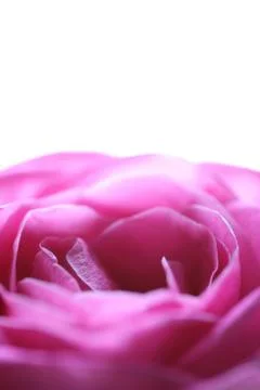 Flowers, Rose Foto stock