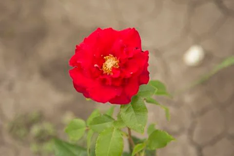 Flowers, rosebud Stock Photos