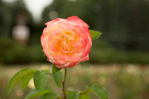 Flowers, rosebud 写真素材