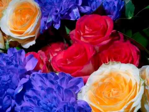 Flowers roses Stock Photos