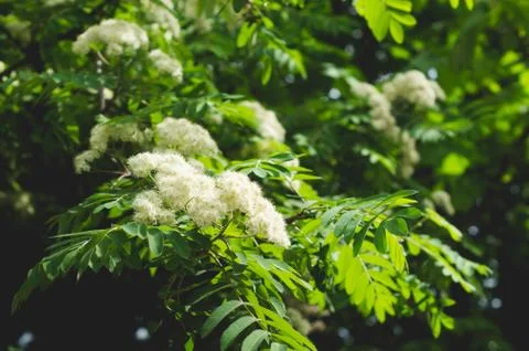 Flowers of rowan on the background of her sheets Stock Photos