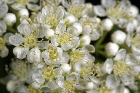Flowers of a rowan tree Stock Photos