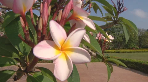 Flowers at the Royal Palace complex in Phnom Penh, Cambodia Stock Footage 51714271
