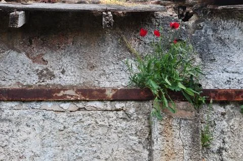 Flowers rusty wall Foto stock