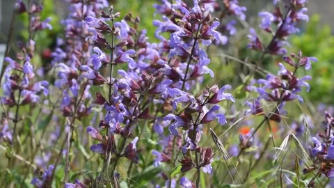 Flowers of sage Stock Footage 130369643