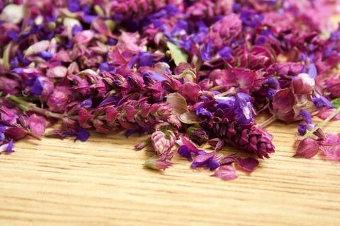 Flowers sage. Stock Photos
