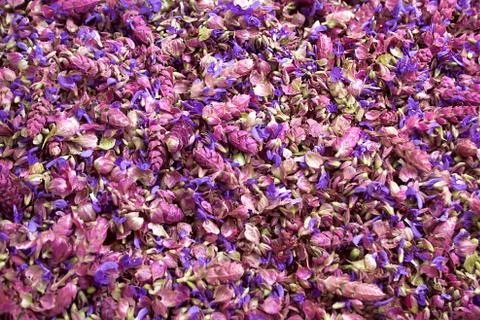 Flowers sage. Stock Photos