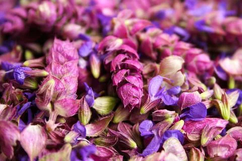 Flowers sage. Stock Photos