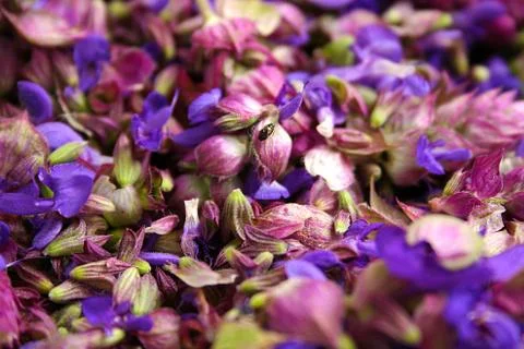 Flowers sage. Stock Photos