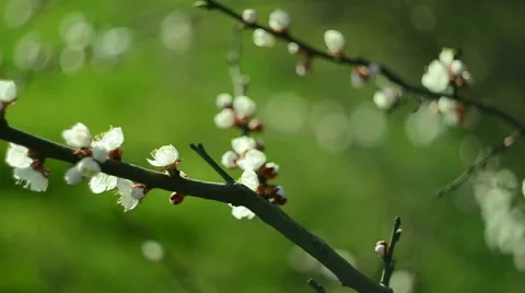 Flowers sakura blossoms in spring time. Nature. Floral. 動画素材 50991040