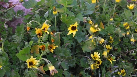 Flowers in sand on beach Stock-Footage 88995028