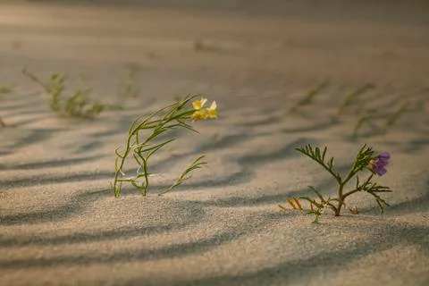 Flowers on the sand Stock Photos