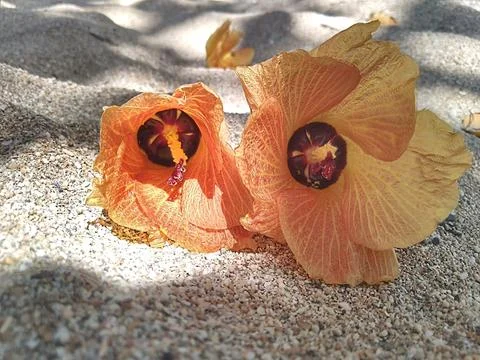 Flowers on sand Stock Photos