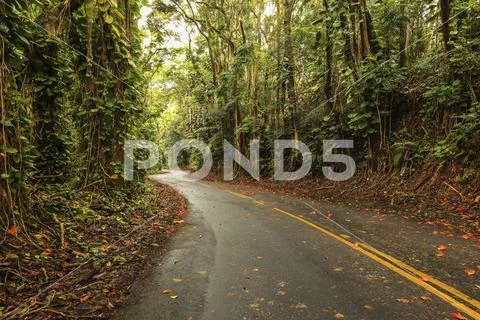 Flowers scattered on the road on the Big Island of Hawaii Stock Photos