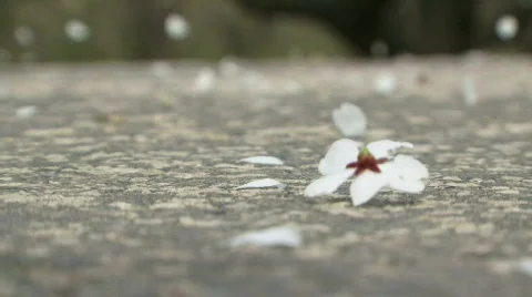 Flowers scattered on the road Video stock 808932