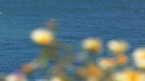 Flowers by the sea 2 Video stock 137792