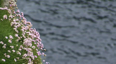 Flowers with sea background 스톡 동영상 127832