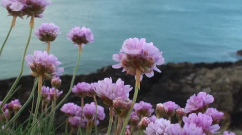 Flowers on the Sea Coast 2 Video stock 38281136