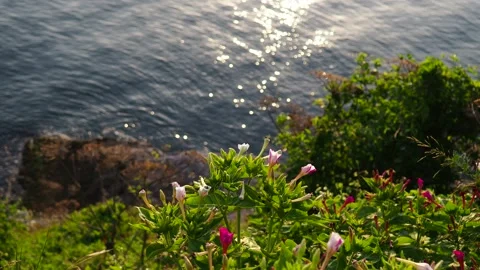 Flowers by the sea Stock-Footage 230990686