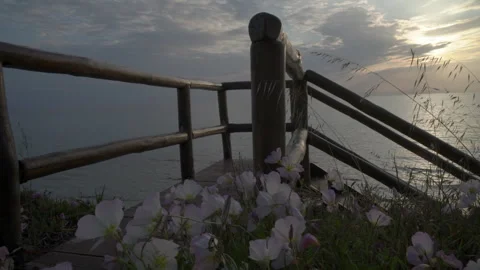 Flowers in seaside at sunset Vidéo 241916965