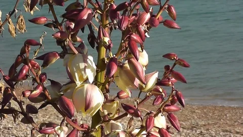 Flowers Seaview Stock Footage 75947591
