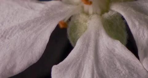 Flowers seen close up turning on a rotating base. Background. Stock Footage 187155942