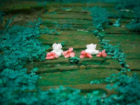 Flowers in sequence at natural environment 스톡 사진