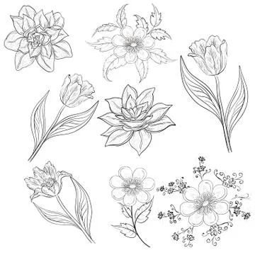 Flowers, set, outline Stock Illustration