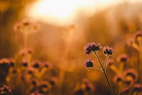 Flowers in the setting sun Stock Photos