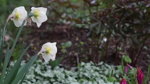 FLOWERS IN SHADE Stock Footage 183092470