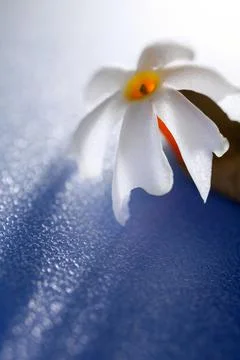 Flowers with shadow Photos