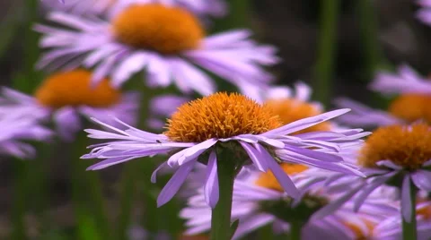 Flowers shake on a wind Stock Footage 50600449