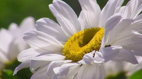 Flowers shake on a wind Stock Footage 50960480