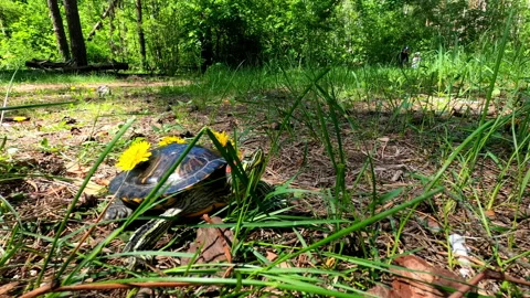 Flowers on the shell of a turtle that is looking for a home. Stock Footage 154592142