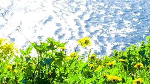 Flowers on shore of Lake Video stock 39168099