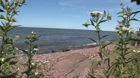 Flowers On Shoreline Video stock 85830