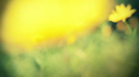 Flowers short curts Stock Footage 1089980
