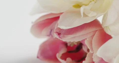 Flowers shot on macro lens Stock-Footage 127120692